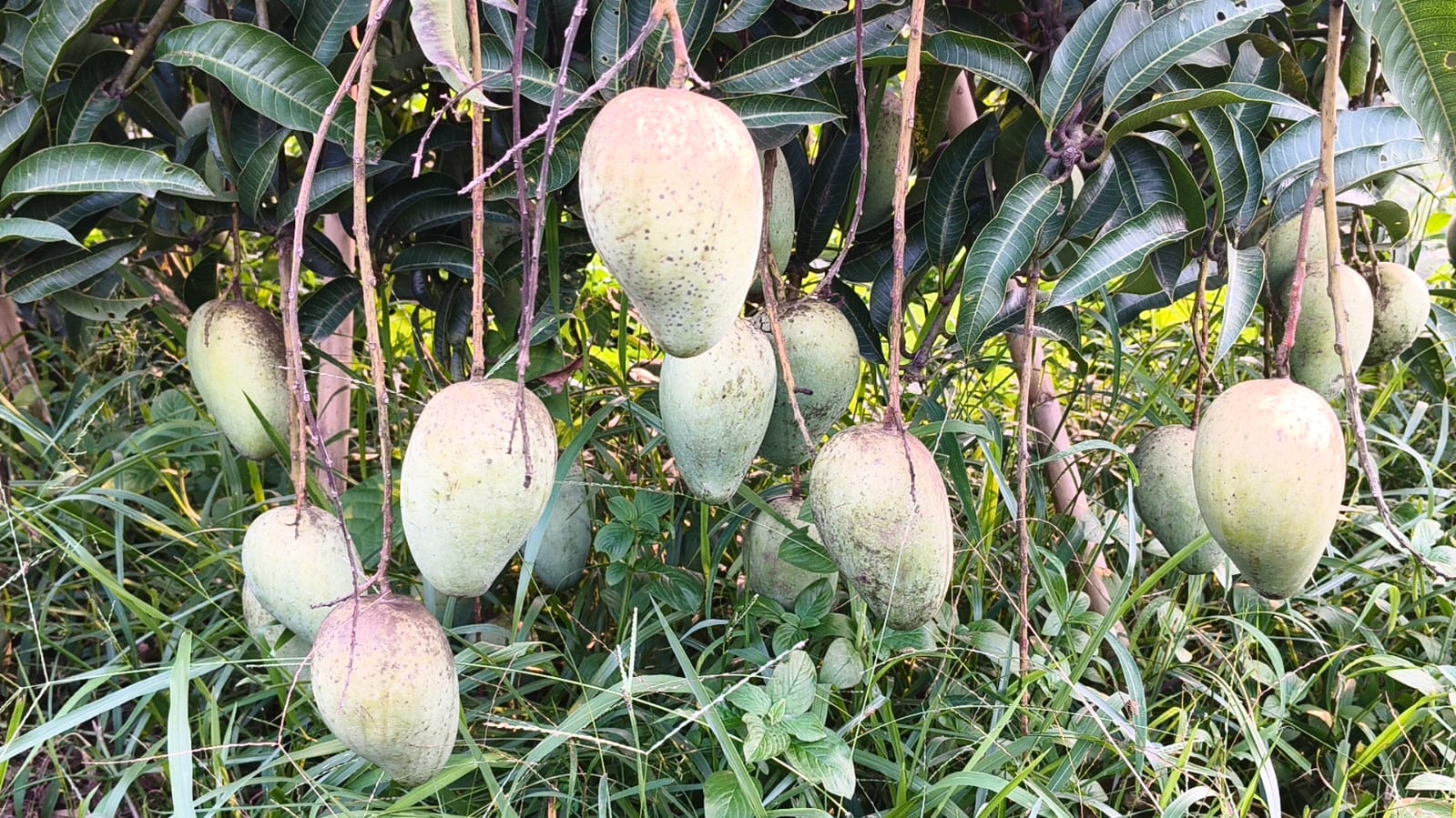 পাহাড়ে আমের বাম্পার ফলন।