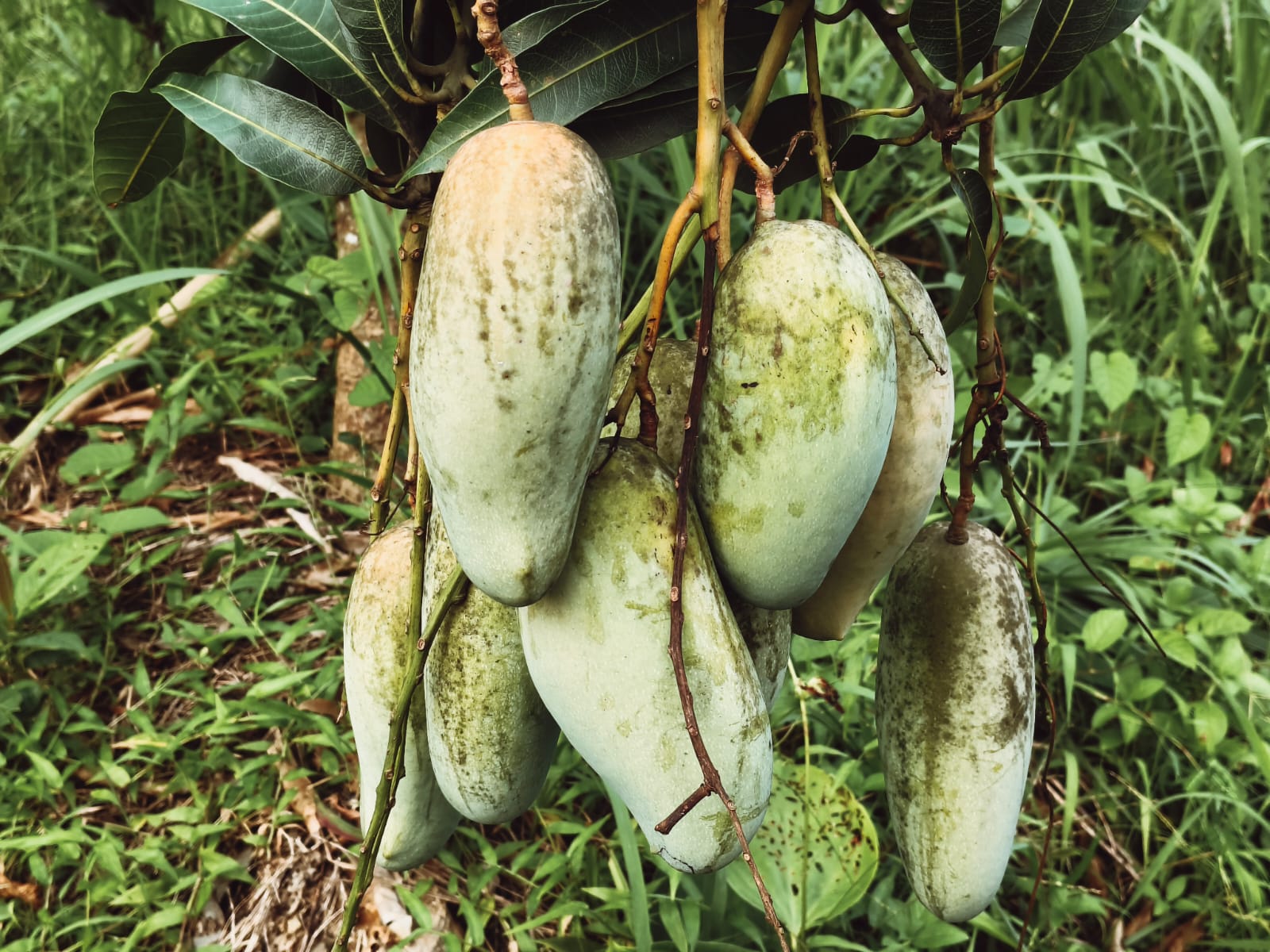পাহাড়ে আমের বাম্পার ফলন।