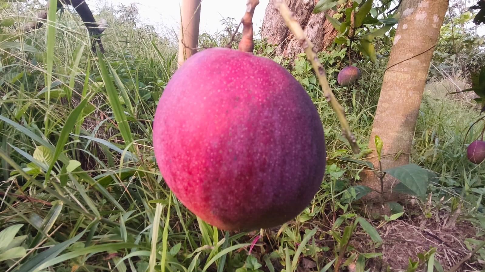 পাহাড়ে আমের ফলন।