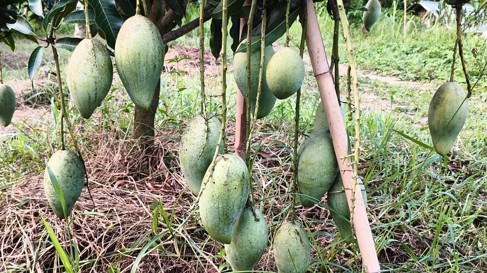 পাহাড়ে আমের বাম্পার ফলন।